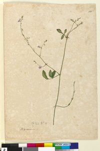Sida 115. Hedysarum, c.1803-06 (wc, penna, bläck och penna) av John William Lewin