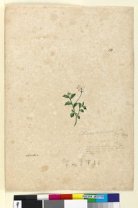 Sida 131. Lobelia purpurascens, c.1803-06 (wc, penna, bläck och penna) av John William Lewin