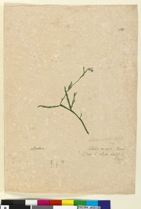 Sida 132. Lobelia alata, c.1803-06 (wc, penna, bläck och penna) av John William Lewin