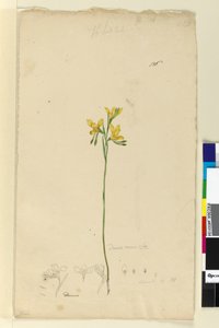 Sida 136. Diuris aurea, c.1803-06 (wc, penna, bläck och penna)
