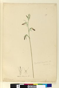 Sida 137. Cryptostylis longifolia, c.1803-06 (wc, penna, bläck och penna) av John William Lewin