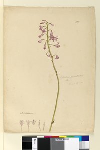 Sida 139. Dipodium punctatum, c.1803-06 (wc, penna, bläck och penna) av John William Lewin