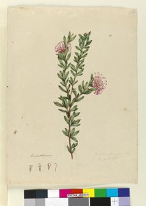 Sida 13. Grevillea punicea, c.1803-06 (wc, penna, bläck och penna) av John William Lewin