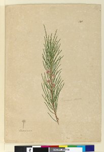 Sida 141. Casuarina strictaAllocasuarina verticillata, c.1803-06 (wc, penna, bläck och penna) av John William Lewin