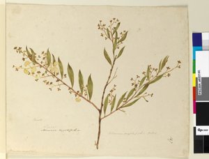Sida 147. Acacia myrtifolia, c.1803-06 (wc, penna, bläck och penna) av John William Lewin