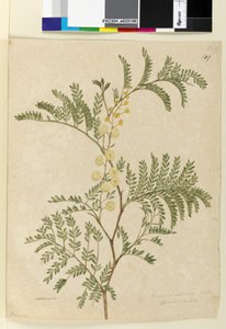 Sida 149. Acacia discolorAcacia terminalis, c.1803-06 (wc, penna, bläck och penna) av John William Lewin