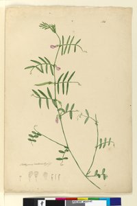 Sida 150. Lathyrus, c.1803-06 (wc, penna, bläck och penna) av John William Lewin