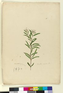 Sida 15. Grevillea sericea, c.1803-06 (wc, penna, bläck och penna) av John William Lewin