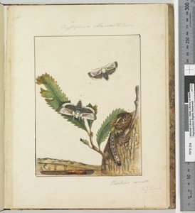 Sida 15. Platta 4 Cryptophasa alba, costa Lewin, 1803-04 (handfärgade etstryck) av John William Lewin