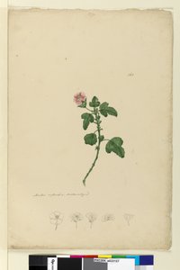 Sida 161. Malva capensis, c.1803-06 (wc, penna, bläck och penna) av John William Lewin