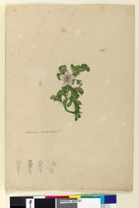 Sida 165. Solanum naturaliserad, c.1803-06 (wc, penna, bläck och penna) av John William Lewin