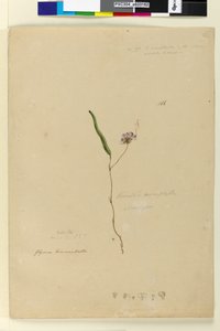 Sida 166. Kennedia monophyllaHardenbergia violacea, c.1803-06 (wc, penna, bläck och penna) av John William Lewin