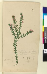 Sida 168. Eriostemon buxifolium, c.1803-06 (wc, penna, bläck och penna) av John William Lewin