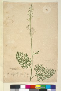 Sida 16. Lomatia silaifolia, c.1803-06 (wc, penna, bläck och penna) av John William Lewin