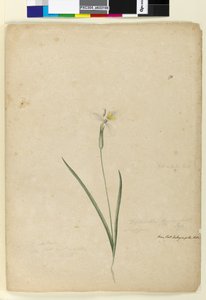 Sida 170. Diplarrhena moraea, c.1803-06 (wc, penna, bläck och penna) av John William Lewin