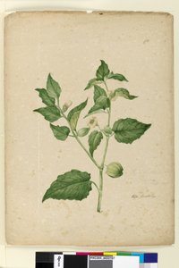 Sida 172. Physalis edulis, c.1803-06 (wc, penna, bläck och penna) av John William Lewin