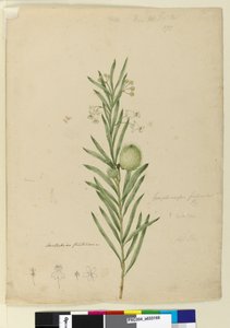 Sida 173. Asclepias fruticosa, c.1803-06 (wc, penna, bläck och penna) av John William Lewin