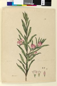 Sida 174. Crowea saligna, c.1803-06 (wc, penna, bläck och penna) av John William Lewin
