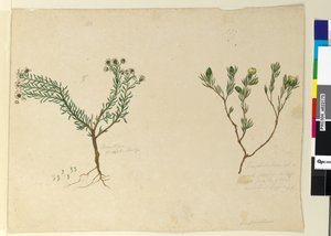 Sida 179. Gompholobium; 180. Poranthera ericafolia, c.1803-06 (wc, penna, bläck och penna) av John William Lewin