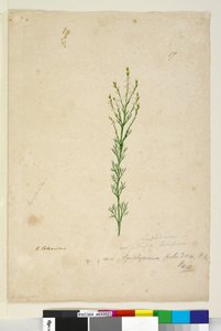 Sida 17. Symphionema paludosum, c.1803-06 (wc, penna, bläck och penna) av John William Lewin