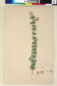 Sida 186. Bauera rubioides, c.1803-06 (wc, penna, bläck och penna) av John William Lewin