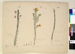 Sida 191. Tetratheca ericifolia; 192. Dillwynia glaberrima; 193. Epacris microphylla, ca 1803-06 (wc, penna, bläck och penna) av John William Lewin