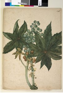 Sida 196. Ricinus Ricinus communis, c.1803-06 (wc, penna, bläck och penna) av John William Lewin