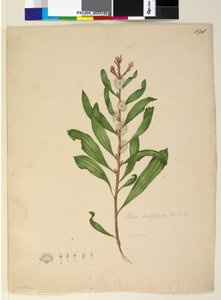 Sidan 198. Hakea dactyloides, ca 1803-06 (wc, penna, bläck och blyertspenna) av John William Lewin