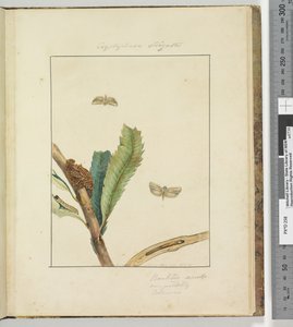 Sida 19. Plåt 5 Cryptophasa Strigata, 1803-04 (handfärgade etstryck) av John William Lewin