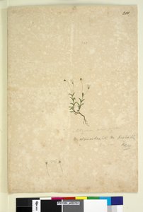 Sida 201. Mitrasacme alsinoides, c.1803-06 (wc, penna, bläck och penna) av John William Lewin