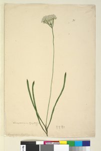 Sida 20. Conospermum longifolium, c.1803-06 (wc, penna, bläck och penna) av John William Lewin
