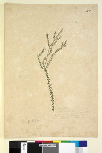 Sida 213. EpacrideaeLeucopogon sp., c.1803-06 (wc, penna, bläck och penna) av John William Lewin
