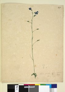 Sida 217. Lobelia gracilis, ca 1803-06 (wc, penna, bläck och penna)