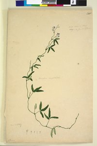 Sida 218. Kennedia comptoniana Hardenbergia comptoniana, c.1803-06 (wc, penna, bläck och penna)