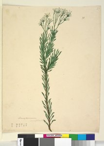 Sida 21. Conospermum ericifolium, c.1803-06 (wc, penna, bläck och penna) av John William Lewin