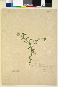 Sida 220. Brachycome multifida, c.1803-06 (wc, penna, bläck och penna) av John William Lewin