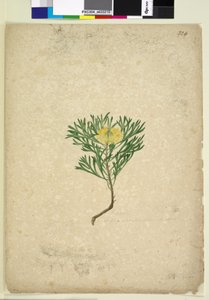 Sida 224. Isopogon anemonifolius, c.1803-06 (wc, penna, bläck och penna) av John William Lewin