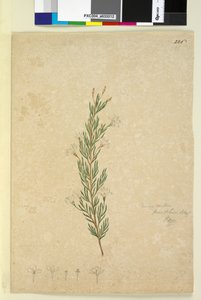 Sida 226. Ricinocarpus pinifolius, c.1803-06 (wc, penna, bläck och penna) av John William Lewin