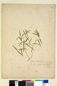 Sida 230. Geitonoplesium cymosum, c.1803-06 (wc, penna, bläck och penna) av John William Lewin