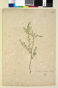 Sida 233. Leucopogon, c.1803-06 (wc, penna, bläck och penna) av John William Lewin
