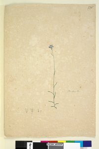 Sida 235. Campanula, c.1803-06 (wc, penna, bläck och penna) av John William Lewin