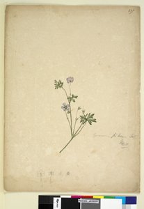 Sida 237. Geranium pilosum, c.1803-06 (wc, penna, bläck och penna) av John William Lewin