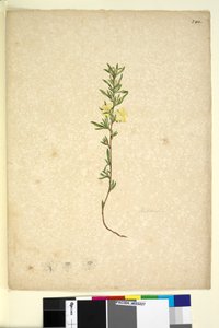 Sida 242. Hibberta, ca 1803-06 (wc, penna, bläck och penna) av John William Lewin