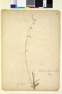 Sida 246. Arthropodium paniculatum, c.1803-06 (wc, penna, bläck och penna) av John William Lewin