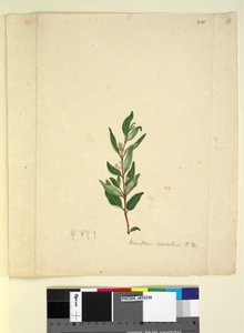 Sida 251. Marsdenia suaveolens, c.1803-06 (wc, penna, bläck och penna) av John William Lewin