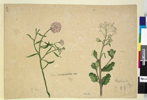 Sida 253. Iberis umbellata; Hesperis sp., ca 1803-06 (wc, penna, bläck och penna) av John William Lewin