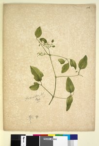 Sida 256. Clematis glycinoides, c.1803-06 (wc, penna, bläck och penna) av John William Lewin