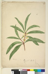 Sida 25. Persoonia salicina, c.1803-06 (wc, penna, bläck och penna) av John William Lewin