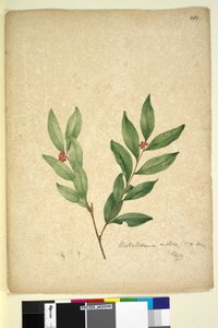 Sida 263. Wikstroemia indica, c.1803-06 (wc, penna, bläck och penna) av John William Lewin