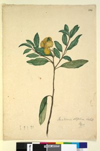 Sida 264. Pomaderris elliptica, c.1803-06 (wc, penna, bläck och penna) av John William Lewin